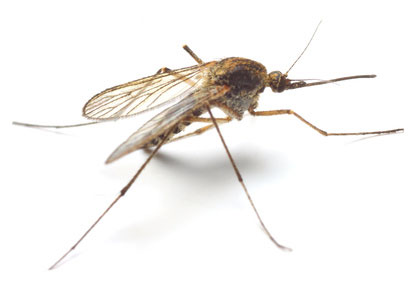 Denguefieber wird durch Mücken übertragen